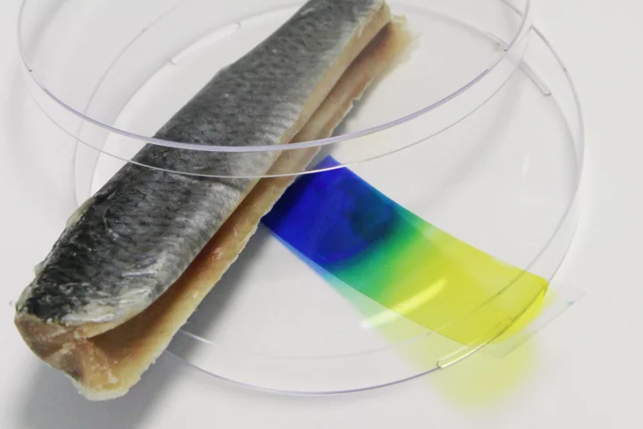 Don't eat that fish - the blue color of the indicator film indicates that it's spoiled (Photo: Fraunhofer)