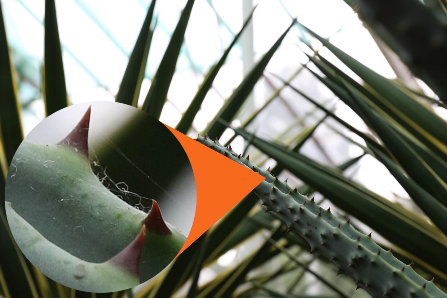 This sample image taken with the Canon 5Ds shows how the increased resolution can reveal the texture of subjects