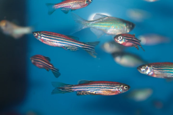 Our heart loses its ability to regenerate itself once we leave the womb, but can the zebrafish help us recover this lost function?