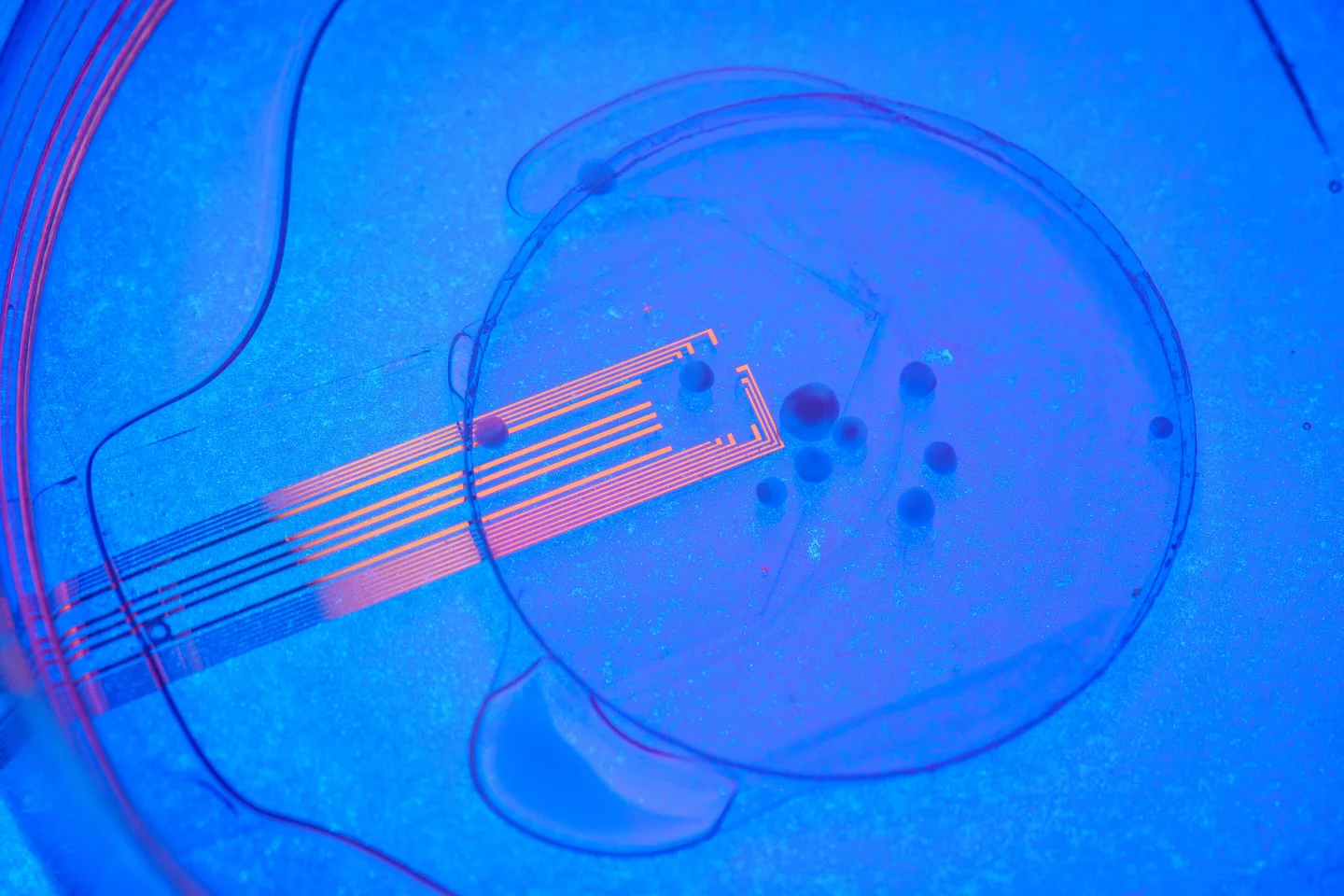Graphene electrodes allow scientists to measure electrical activity in the human brain organoids and the surrounding mouse brain tissue