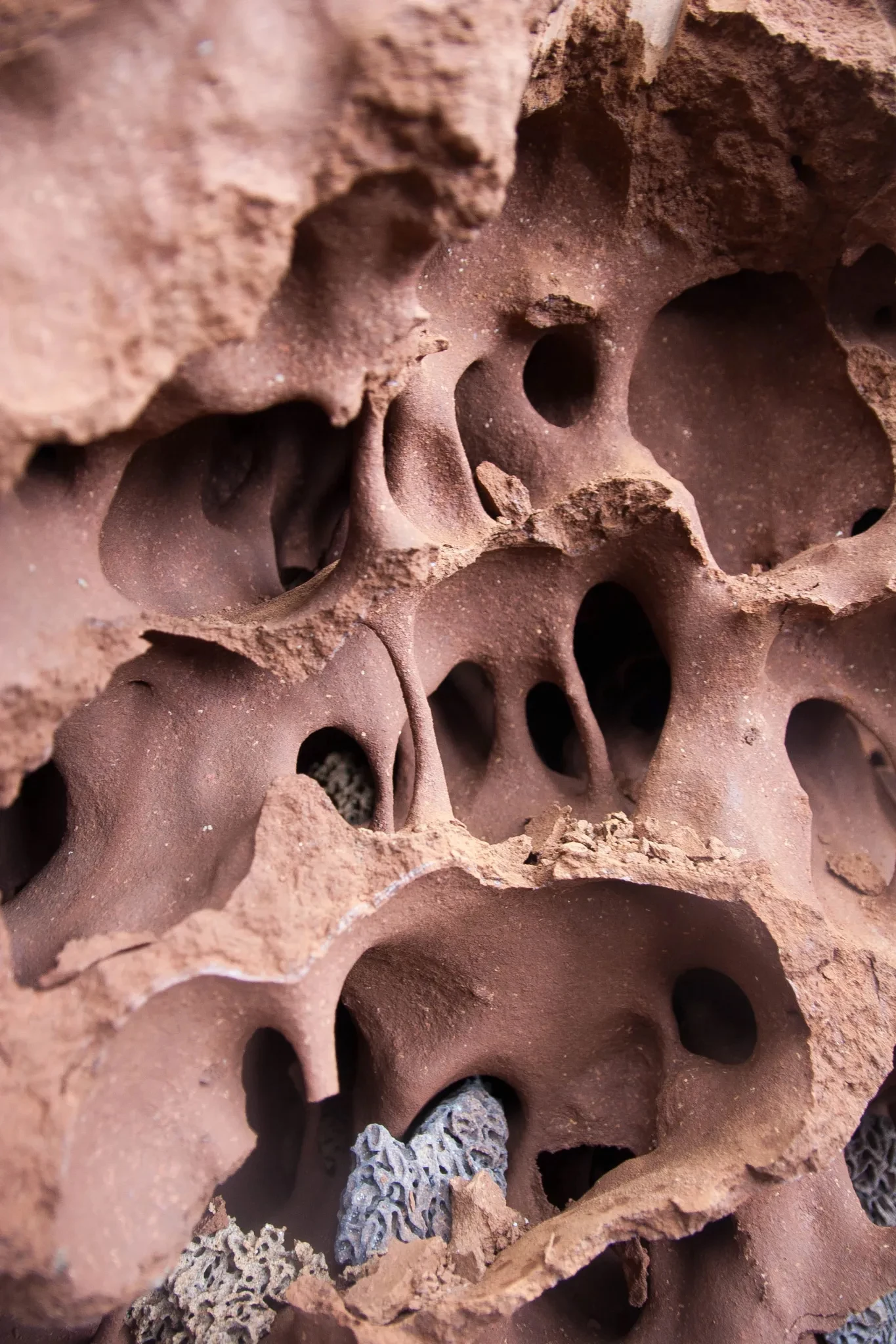 A fragment of the termite mound's egress complex