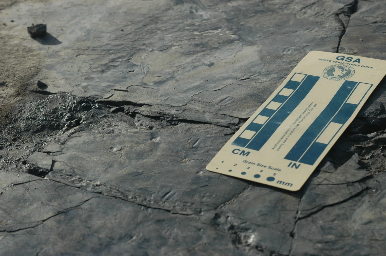 The dinosaur tracks each measure just 1 cm (0.4 in) long