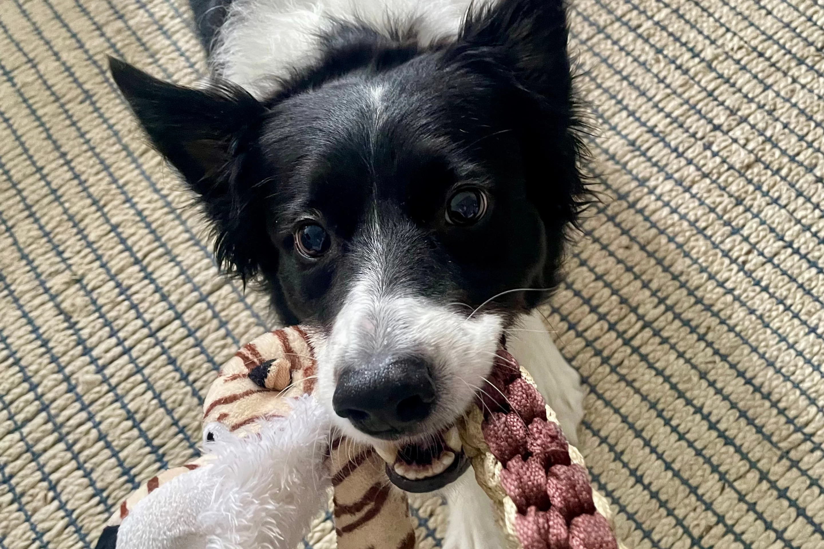 Study participant Basket, doin' some pullin'