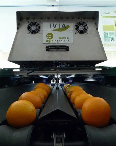 Scientists are using artificial vision technology to detect rotten oranges, and sort citrus fruit by quality (Photo: IVIA)