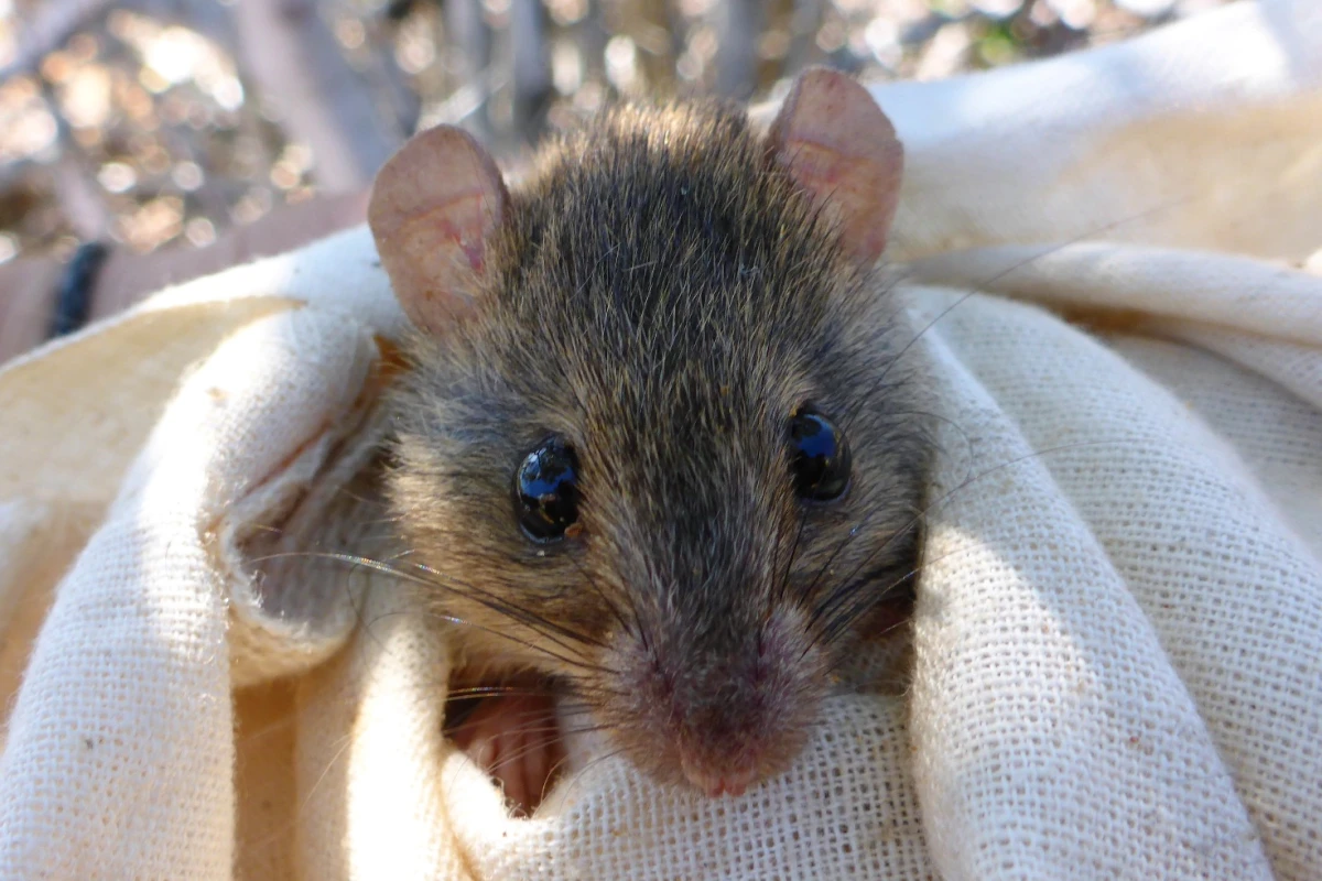 A melomy from the Torres Strait, which gives an idea of the size of the now-extinct of Bramble Cay melomy