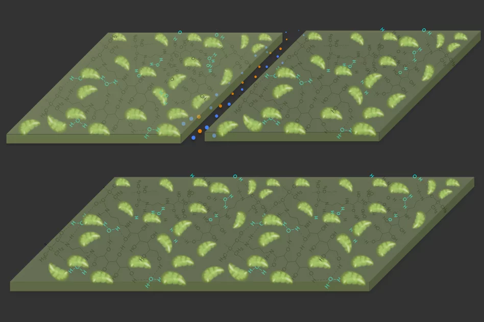 The new hydrogel material (dark green) contains chloroplasts (light green) that let it absorb carbon from the air to patch up cracks