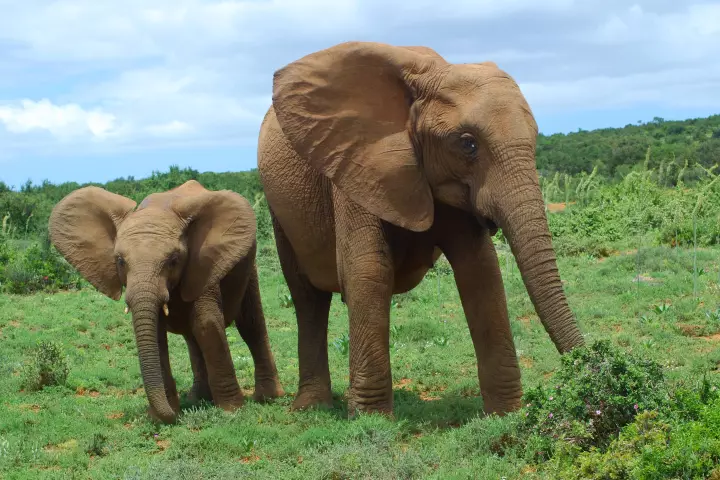 Food choice and variety is crucial to the survival of the African elephants studied