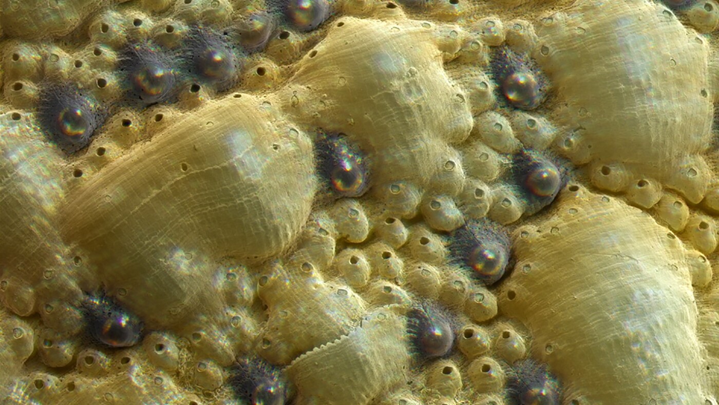 A close-up of view of the chiton's eyes