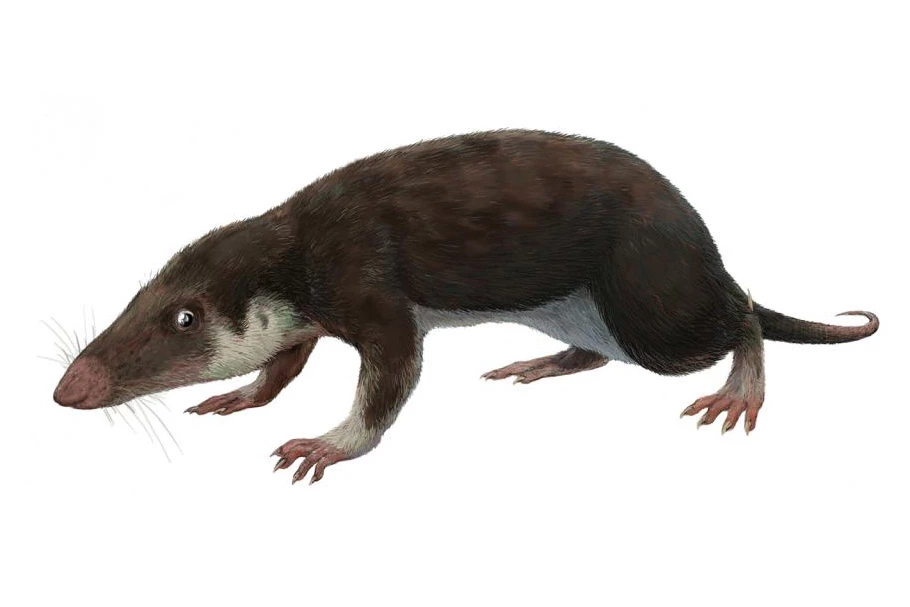 The last common ancestor of all modern mammals likely looked like this recreation of a fossil animal, Morganucodon, which lived about 200 million years ago