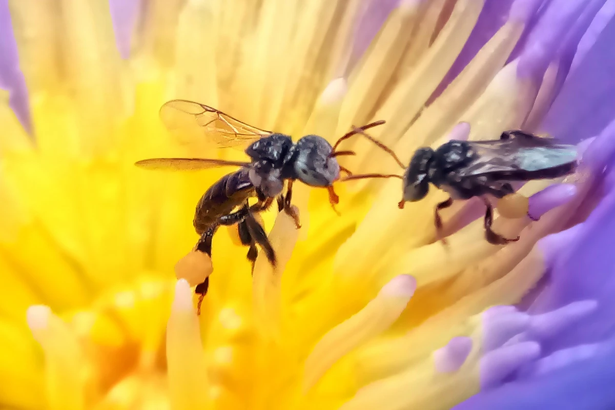 The sugar found in stingless bee honey has a raft of health benefits