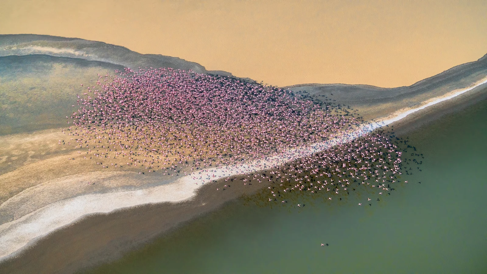 A flock of flamingos flying over colorful Africa landscape. Taken in Kenya from a helicopter