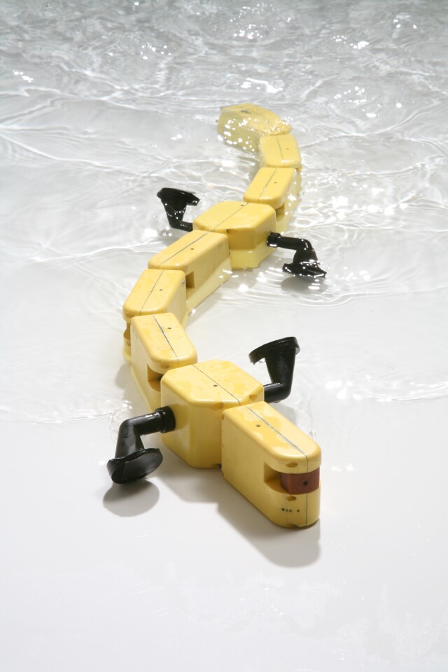 Walking is simply handled by rotating the limbs, but reproducing the wave-like swimming motions requires a system of coupled nonlinear oscillators (Photo Credit: A. Herzog, Biorobotics Laboratory, EPFL)