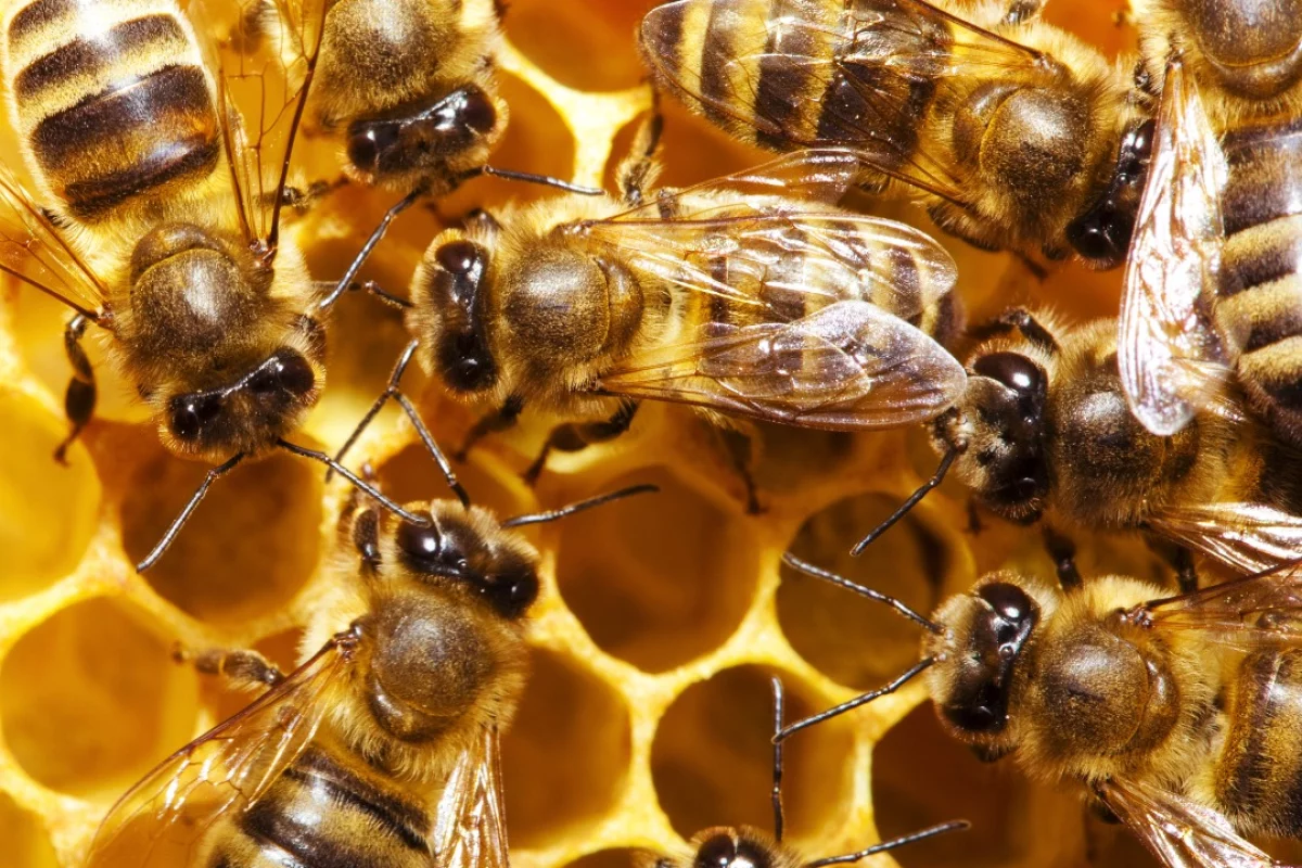 Researchers at QMUL have discovered that bees can be taught to pull a string for food, a behavior previously thought too advanced for insects