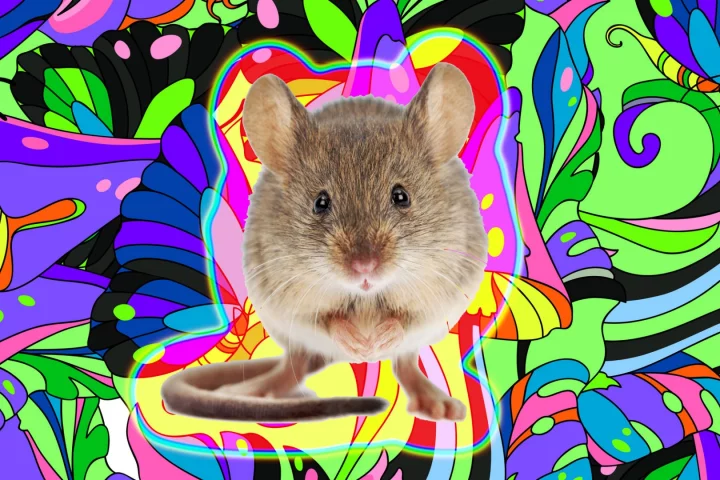 The research offers insight into what happens to our brain when we visually hallucinate (Credit: Background: d-naya. Mouse: icefront /Depositphotos)