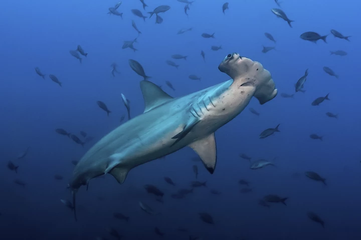 The scalloped hammerhead (Sphryna lewinii) deep-dives like a mammal