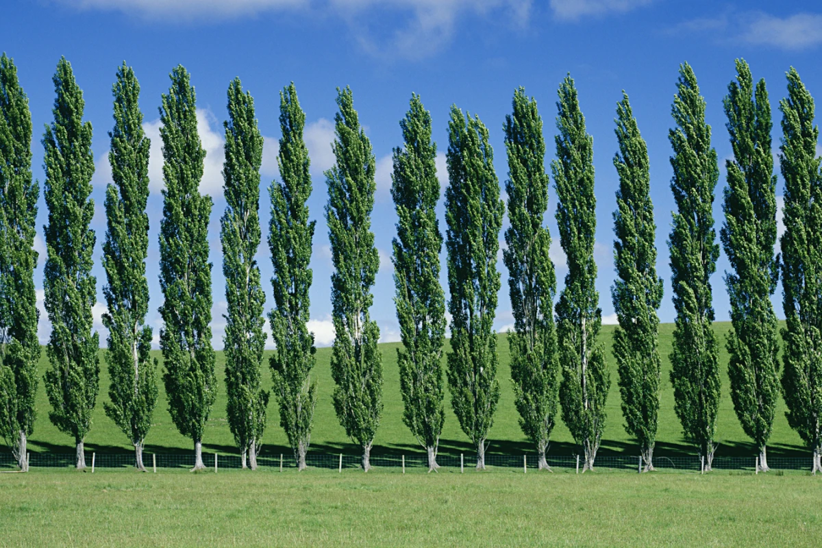 Scientists have boosted the growth rate and size of the already fast-growing poplar tree (Photo: Shutterstock)