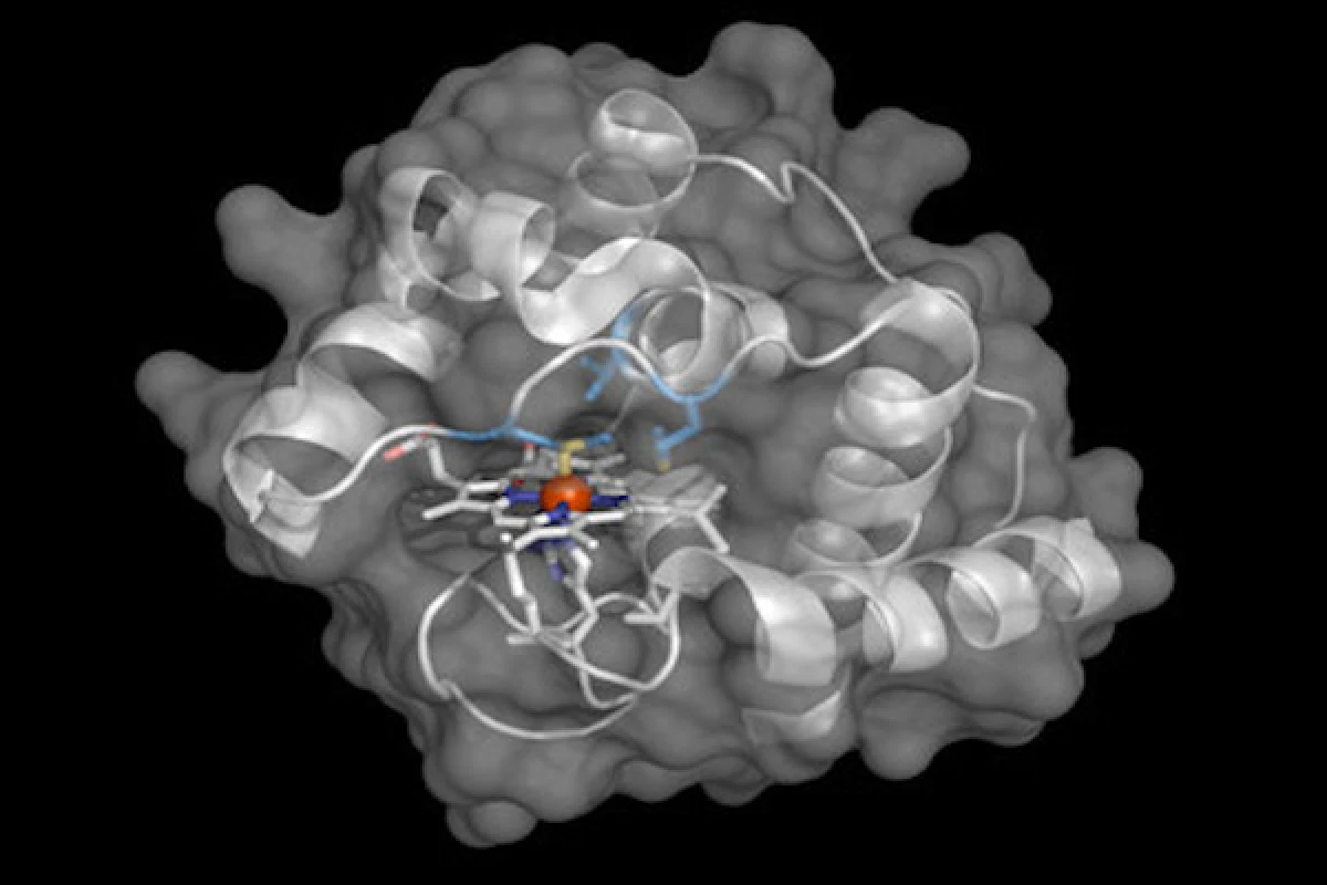 The molecular structure of an engineered enzyme that allows bacteria to build compounds containing boron-carbon bonds, which no known life form was able to do previously
