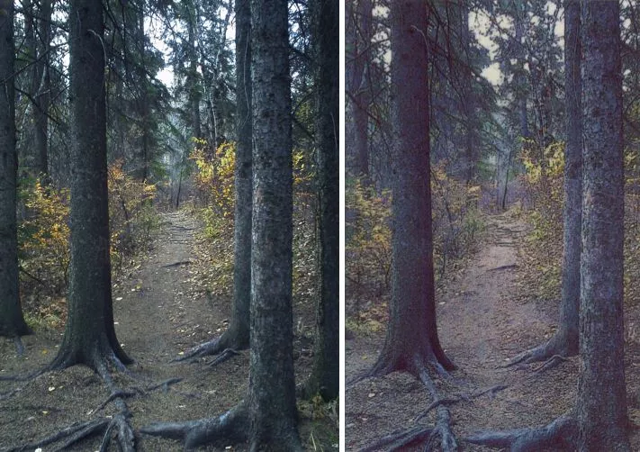 A digital image taken by the Polaroid Z2300 (left) and the print made from it (right)