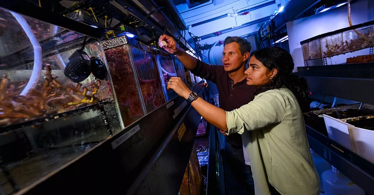 Marine biologist Daniel Wangpraseurt (left) and postdoctoral researcher Samapti Kundu examine coral growing in an experimental aquarium