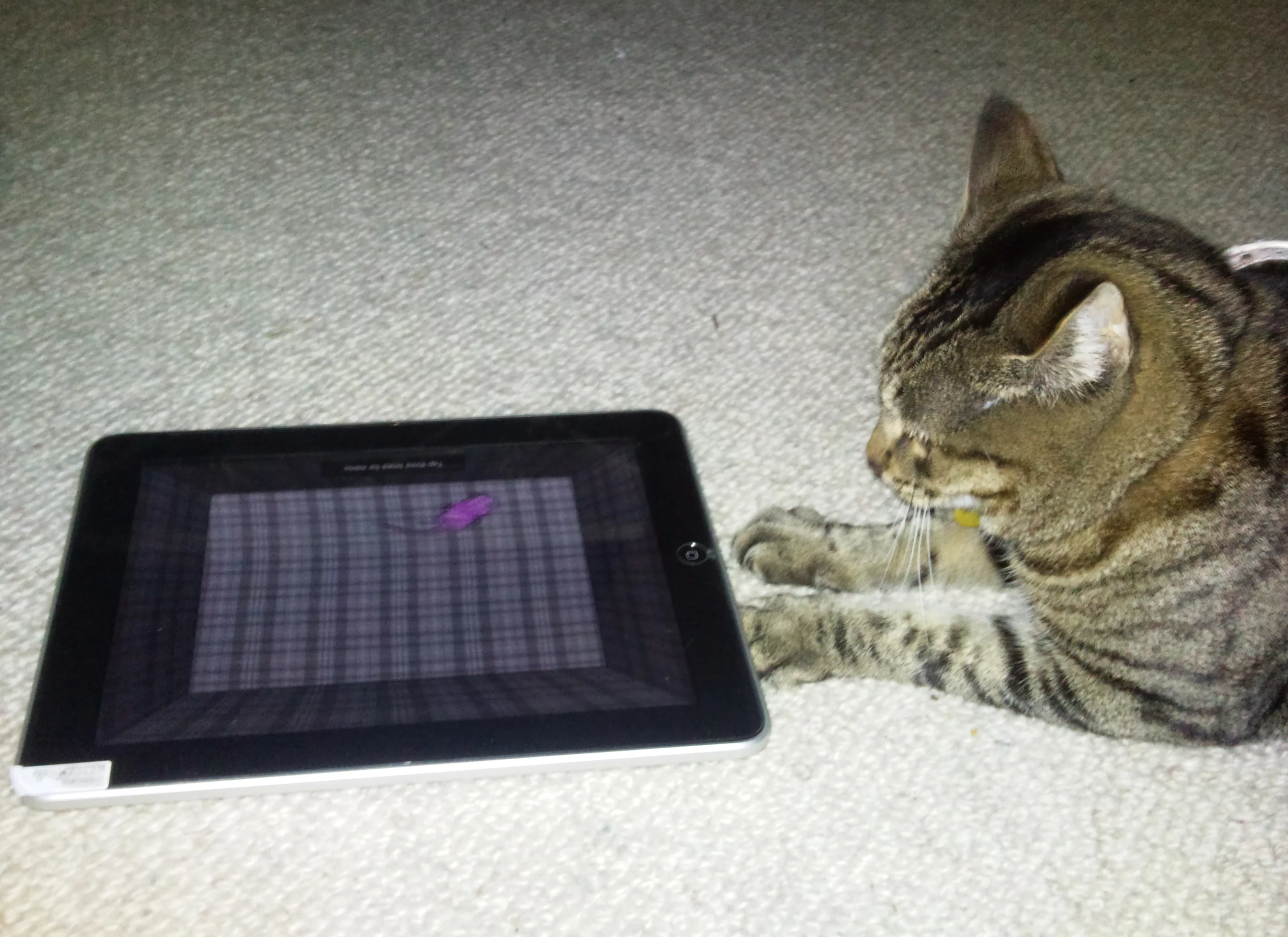 iPad apps for cats (Photo: Kent Sutherland)