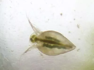 Zooplankton in a home-made closed ecosystem