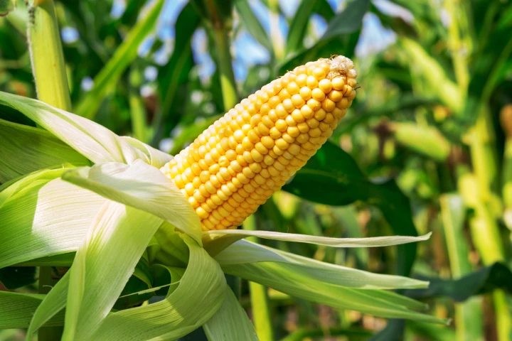 Scientists have used a protein derived from corn as the basis for a potential vaccine for Alzheimer's