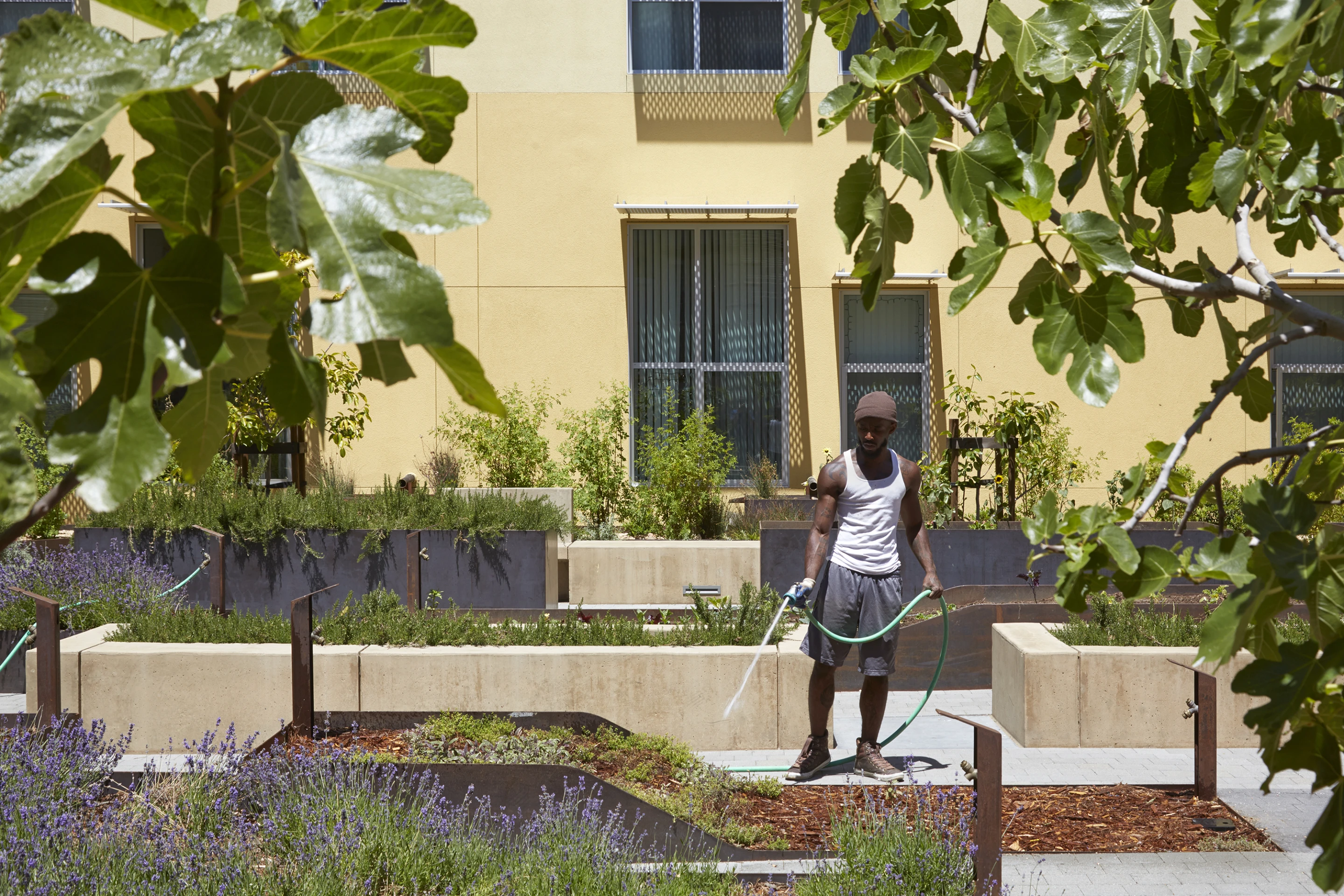 Bayview Hill Gardens, by David Baker Architects was previously the site of a disused motel (Photo: Bruce Damonte)