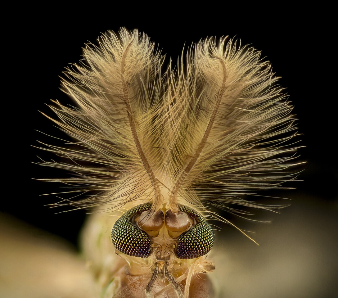 Honorable Mention. Midge (Chironomidae diptera). Image Stacking. 9X (Objective Lens Magnification)
