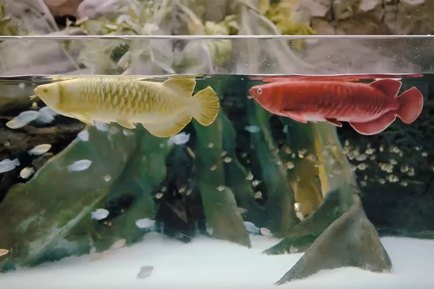The Soft-Bodied Bionic Arowana sells for about $5,000