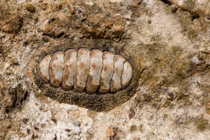 The research focused on a species of chiton with hard, ceramic eyes dotted across its flexible shell