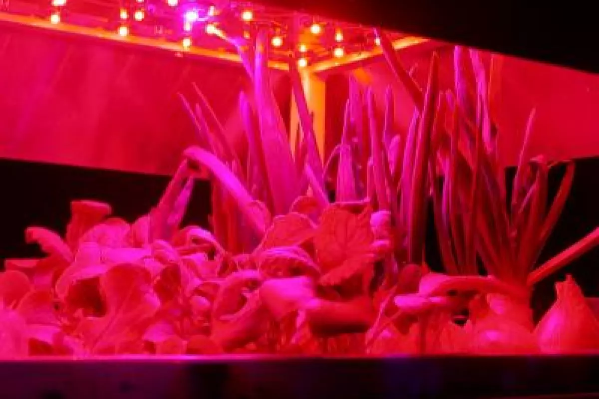 Researchers have found a way to make leafy greens even healthier by exposing them to short-term light treatment with a solid-state illuminator, reducing harmful nitrate concentration by 44% - 65% and boosting nutritional value (Photo: Akvile Urbonaviciute)