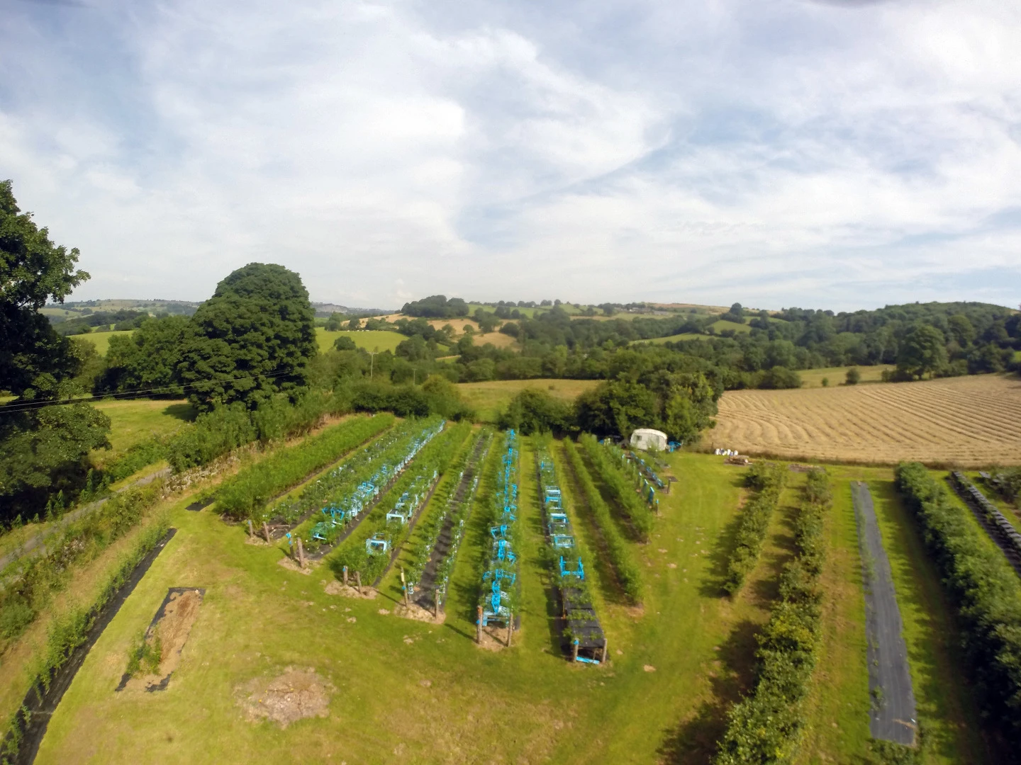 The small, but intensive, field in which the furniture is grown