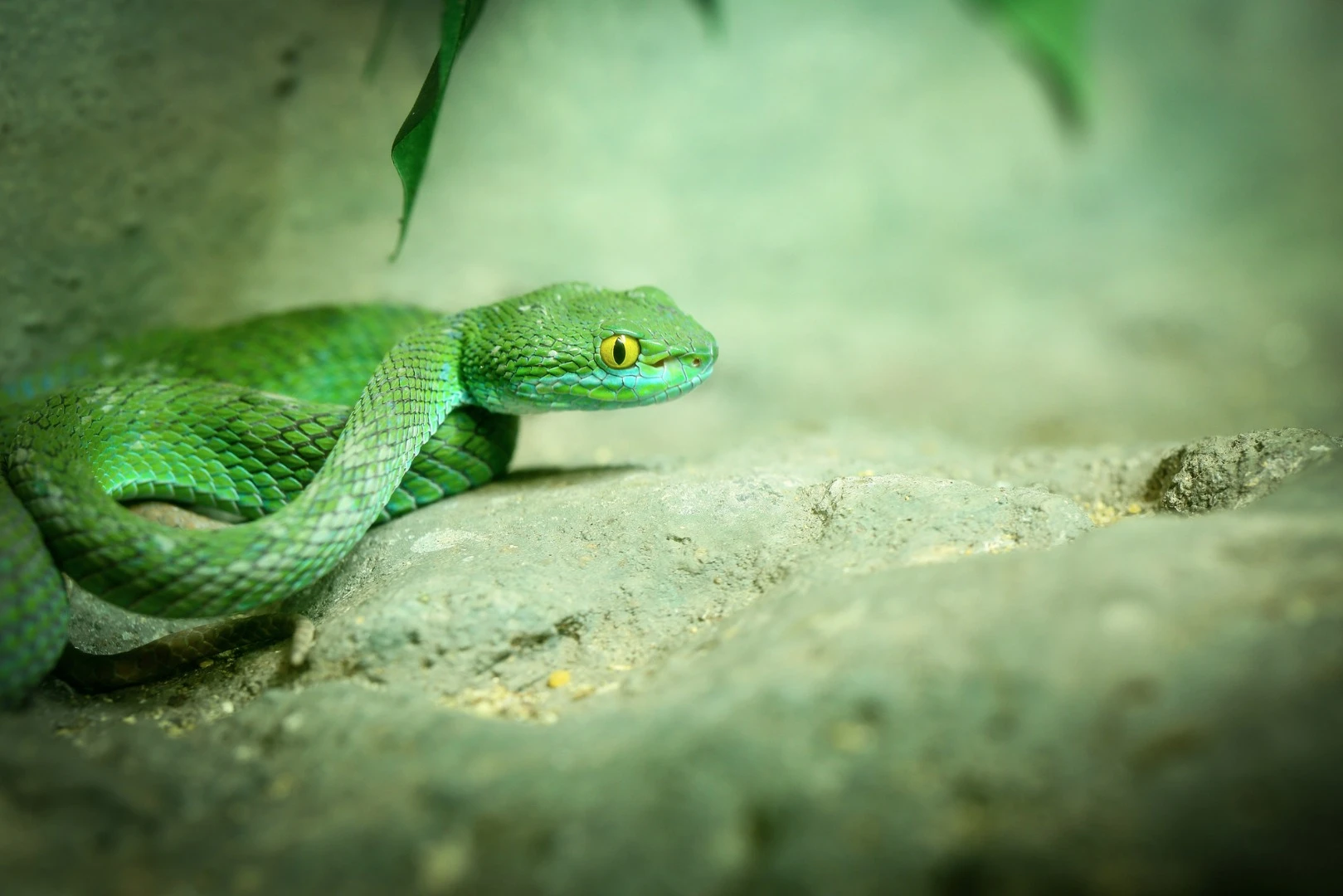 Captured in high speed video of 500 fps, the researchers found that viper strikes in natural habitats were highly variable