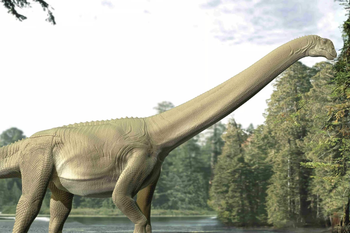 Artist impression of Judy, a Diamantinasaurus matildae