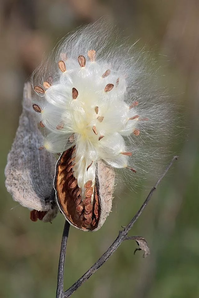 Milkweed seeds and fibers ready for propagating(Photo: Pollinator, CC BY-SA 3.0)