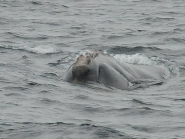 One of four North Atlantic right whales identified during the expedition (Photo: Marianna Hagbloom, New England Aquarium)