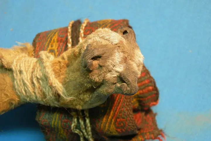 Researchers found psychoactive compounds in an animal-skin pouch constructed of three fox snouts stitched together
