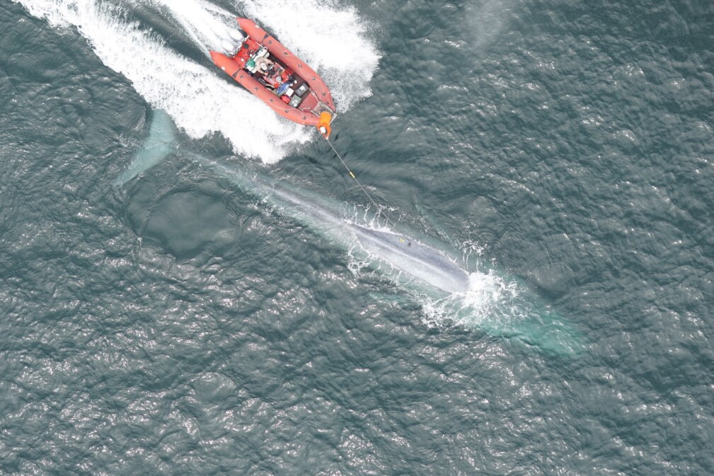Stanford scientists attach a heart rate sensing tag to a blue whale