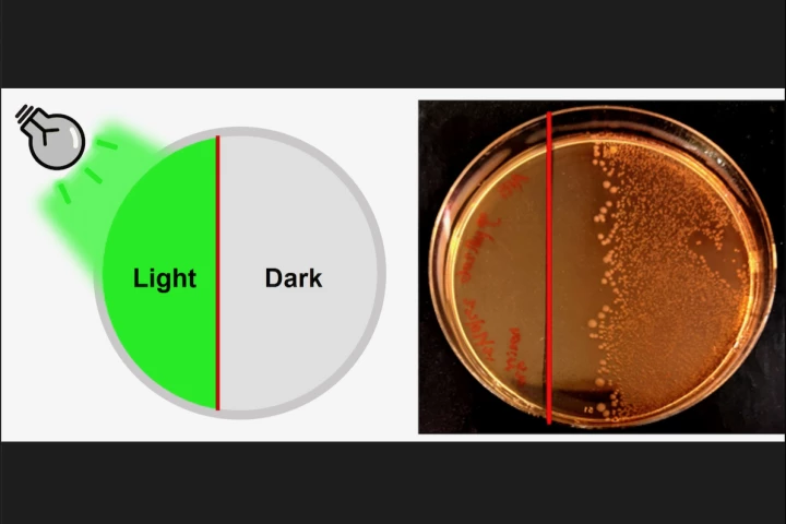 A clear boundary formed after exposing light-activated Penicillin-PPG to green light – half of the dish was sterilized, and the other half teemed with E. coli bacterial growth