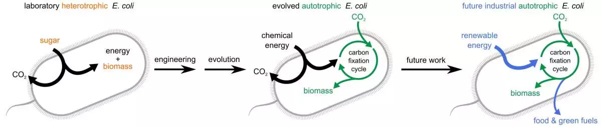 A diagram showing the changes in the E. coli's metabolism from the past, to the current version, and what future uses may arise