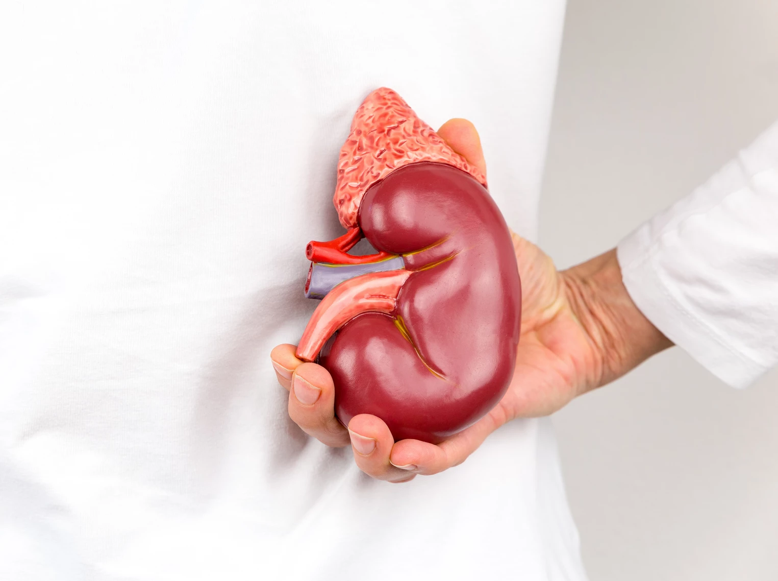 Researchers have found that viable kidney stem cells can be collected from urine samples