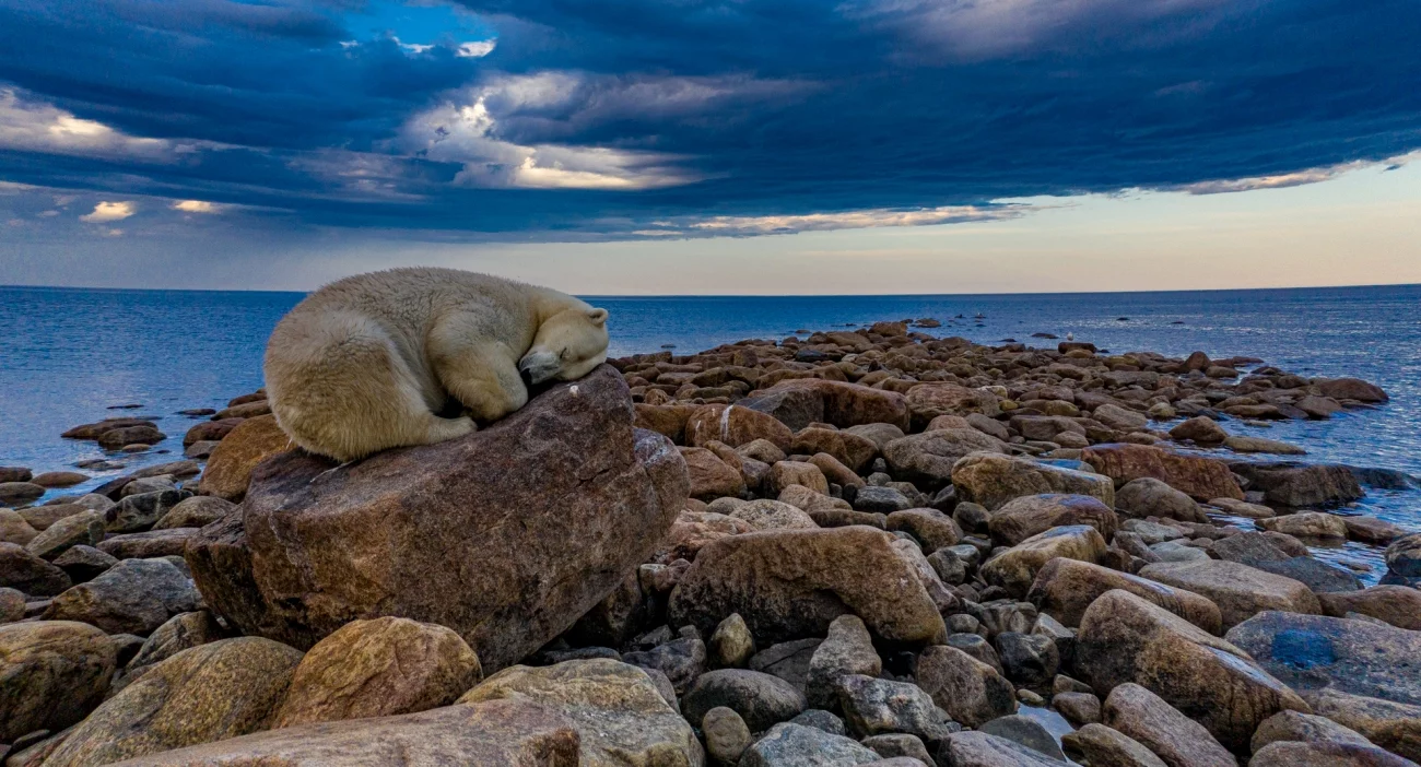 The Drone Photo Awards. Commended - Wildlife. Sleeping Beauty. Churchill, Manitoba, Canada