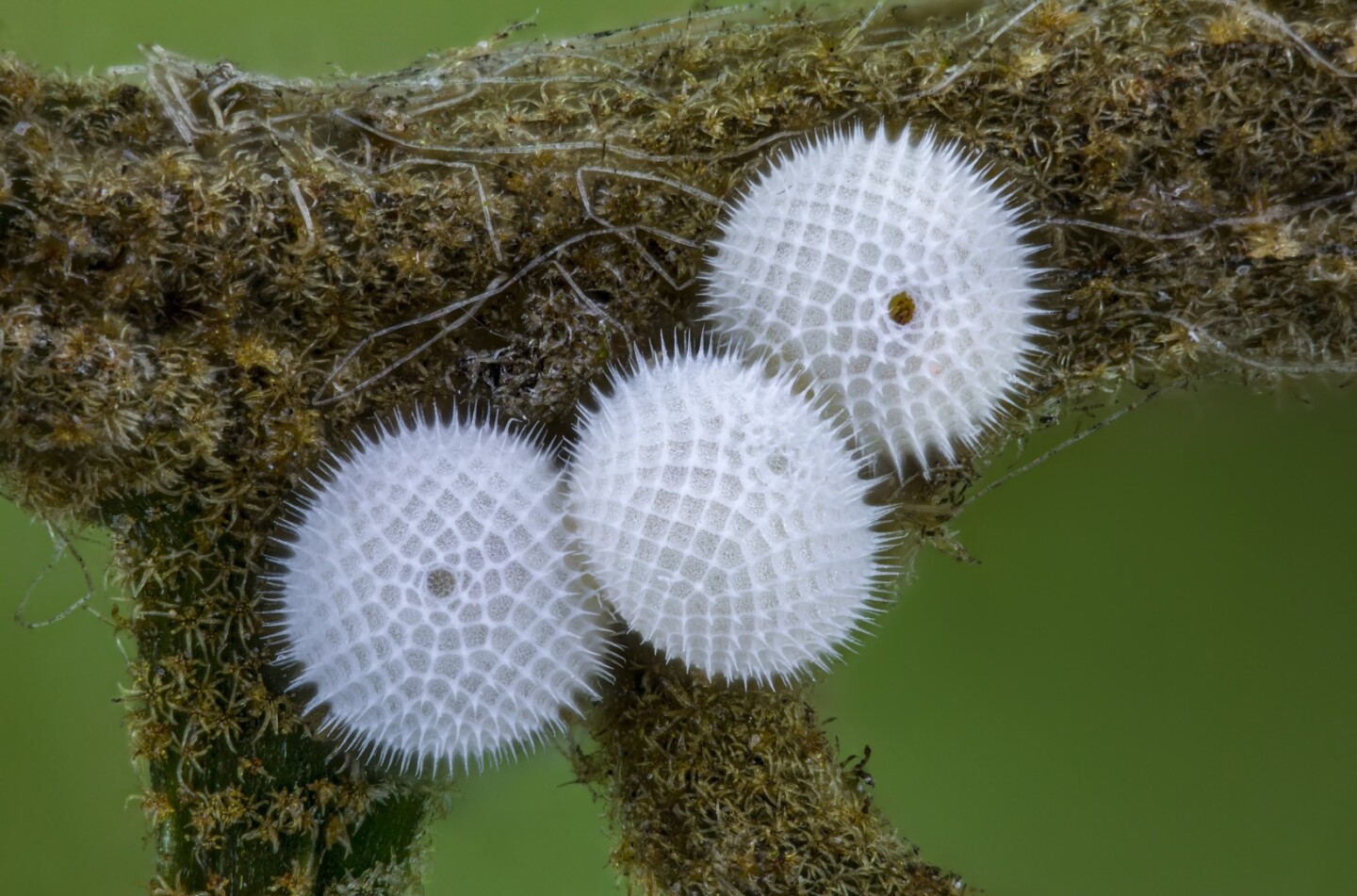 Image of Distinction. Butterfly eggs. Image Stacking. 10X (Objective Lens Magnification)