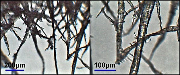 Micrographs of cellulose fibers from wood pulp