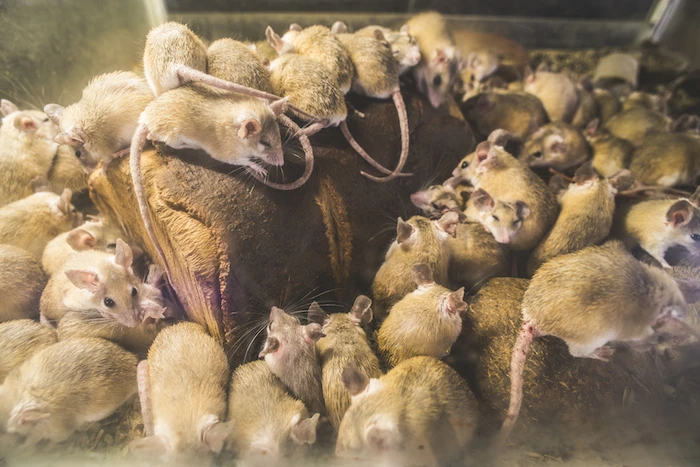 The New Zealand government has announced that it plans to make the country completely free of invasive predators, including rats, by 2050