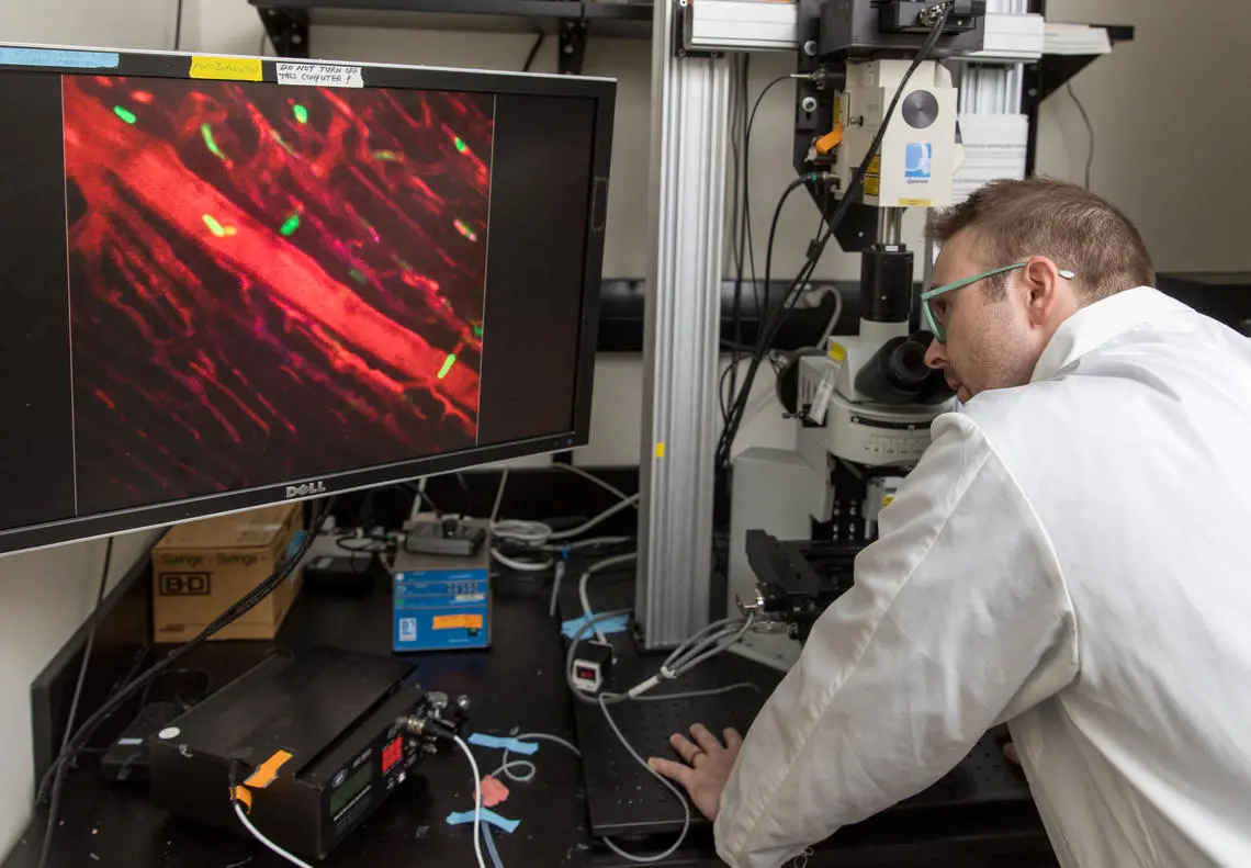 Researcher Justin Deniset using live imaging microscopy to watch pericardial cells