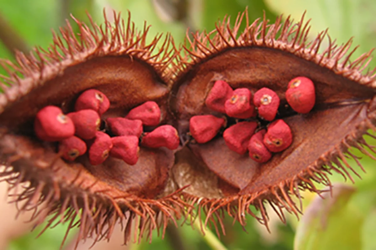Scientists have discovered that a compound found in natural food additive annatto could play a role in tackling skin cancer