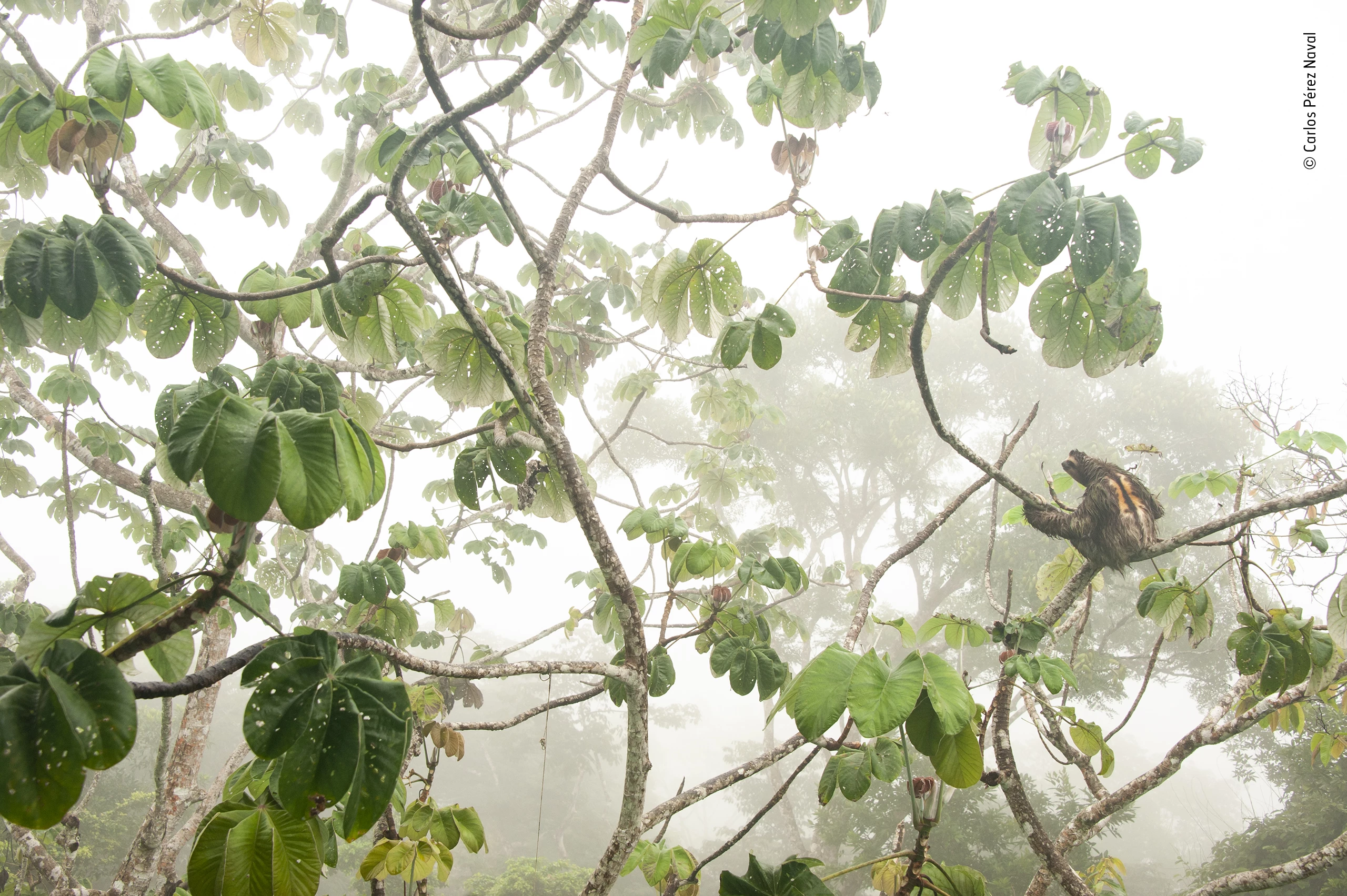 "Canopy hangout" by Carlos Pérez Naval, Spain. Highly Commended 2019, Young Wildlife Photographers: 11-14 years old. When Carlos’s family planned a trip to Panama’s Soberanía National Park, sloths were high on their must-see agenda. They were not disappointed. For several days, from the observation deck of the park’s canopy tower, Carlos could photograph not only birds but also this brown-throated three-toed sloth – the orange fur and the dark stripe on its back marking it as an adult male. It hung out in a cecropia tree, resting but occasionally moving, slowly, along a branch to reach new leaves. On this morning, with the forest cloaked in fog and the sloth on the move, Carlos decided on a new composition. Climbing down, he shot from a lower level but at an angle that would still show the sloth’s key features – its three hooked claws clamped to the branch, its characteristic mask-like eye-stripe and its long, coarse fur. But by deliberately placing it in one part of the frame, he also captured the atmosphere of the forest – ‘the sloth in its environment’.