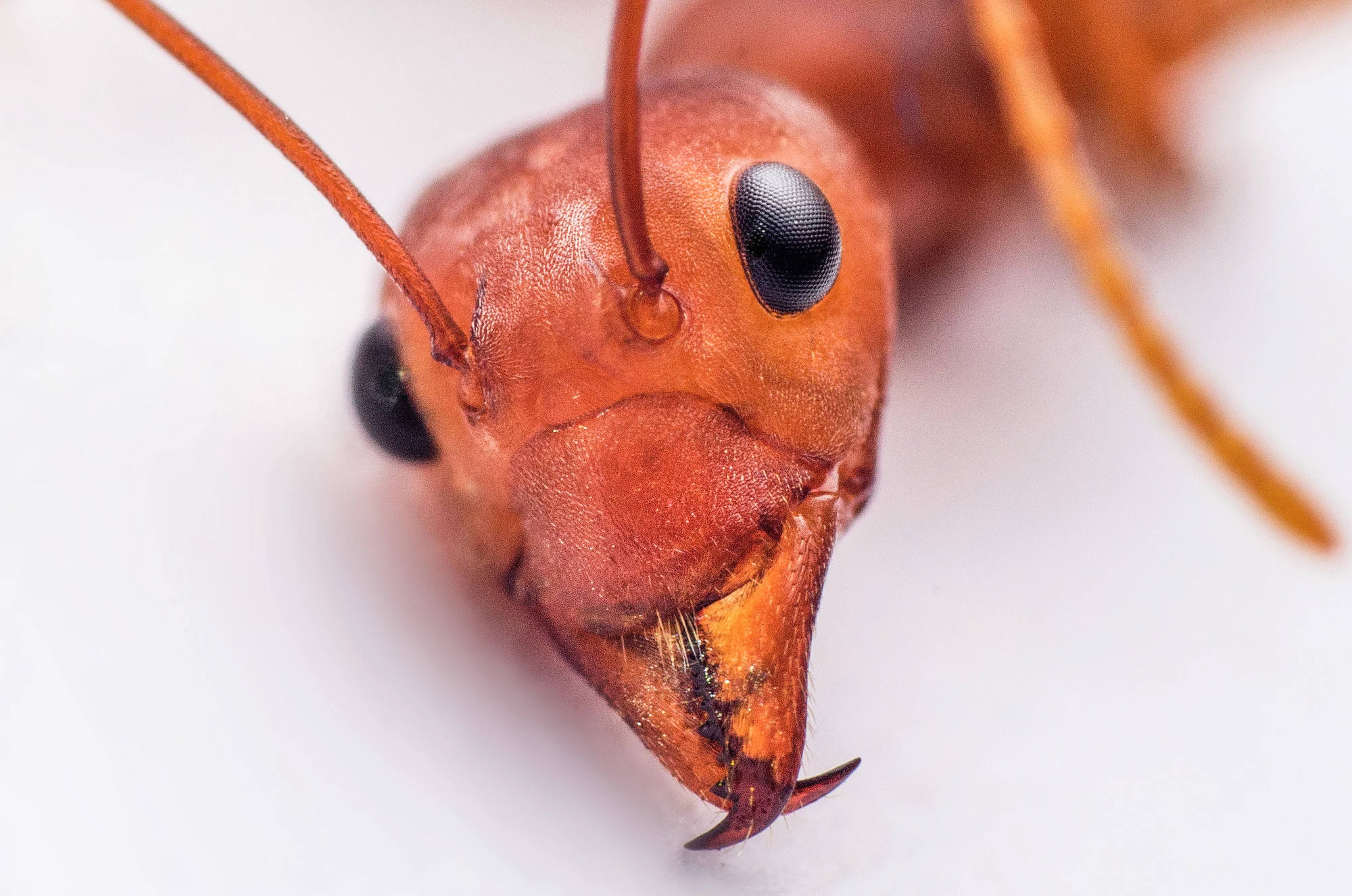 Zinc atoms turn the teeth of ants from plastic hardness to that of metal