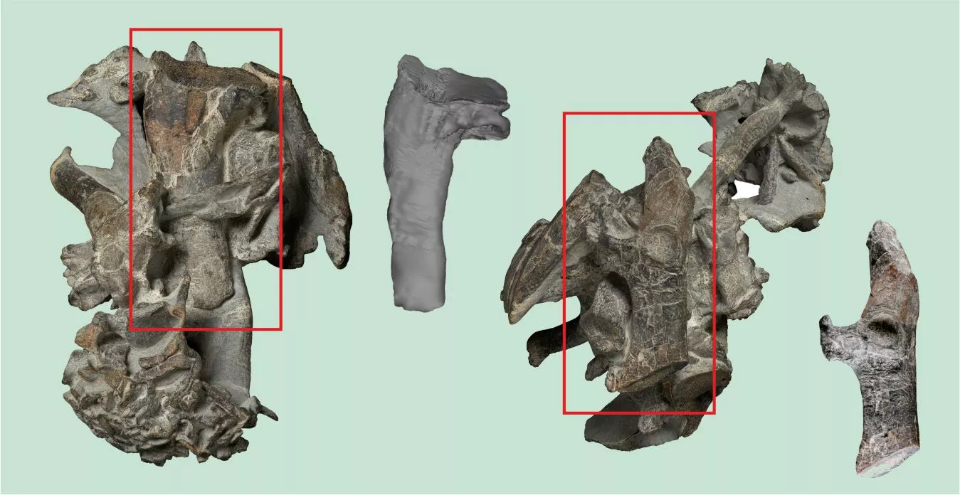 The humerus and a bone from the shoulder girdle (coracoid) Paleocene giant penguin, shown separated from the original bone cluster